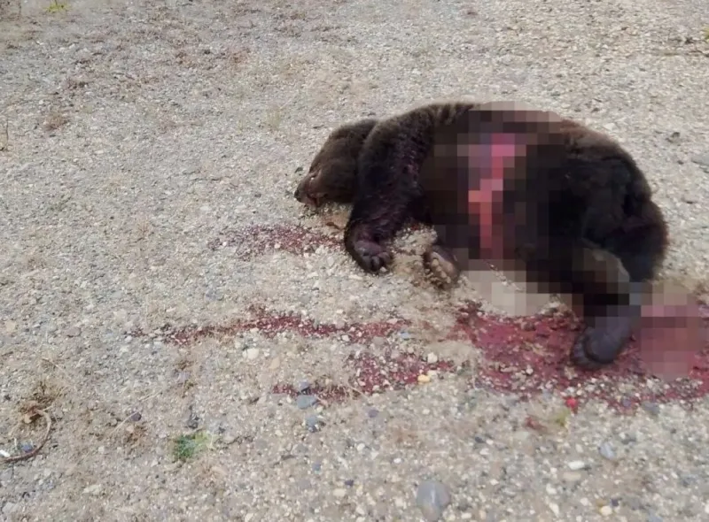 Медведь оказался на трассе возле села Горекацан в Забайкальском крае
